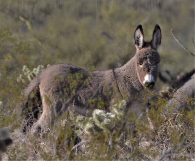 baby burro
